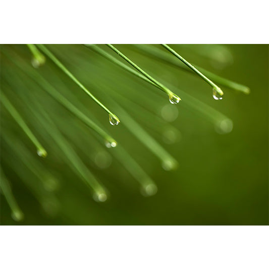 Raindrops on Red Pine