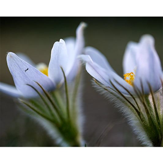 Spring Flowers