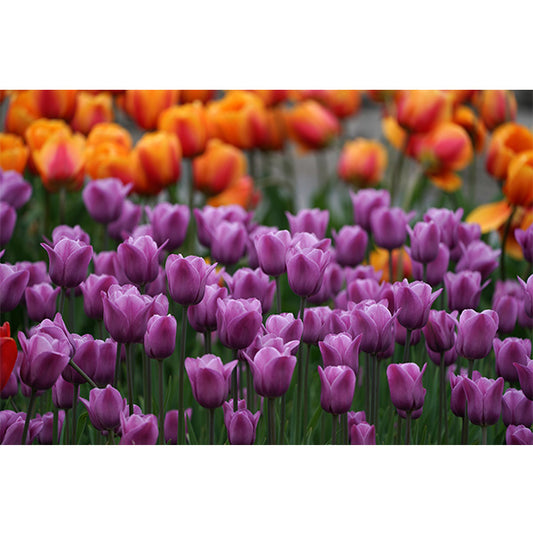 Tulip Display