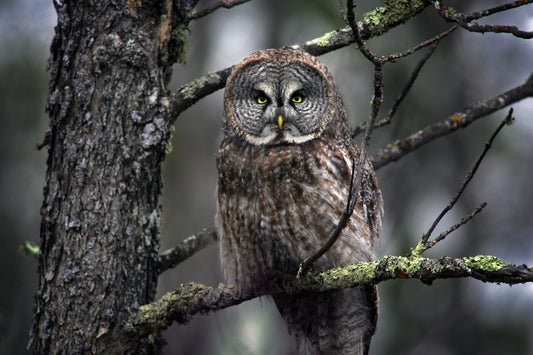 Great Grey Owl