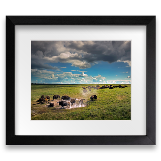 Bison - Framed Photo Print
