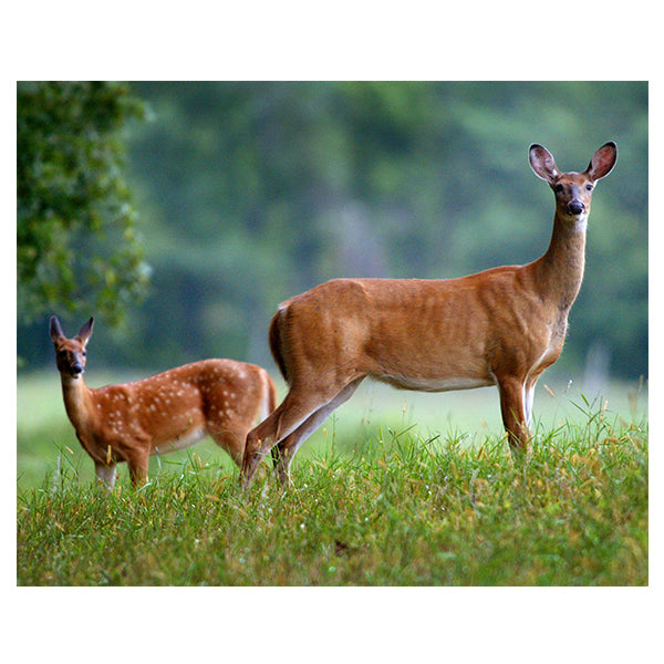 Doe and Fawn