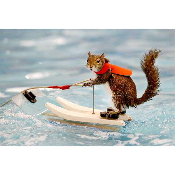 Twiggy The Water Skiing Squirrel To Appear At Larimer County Fair